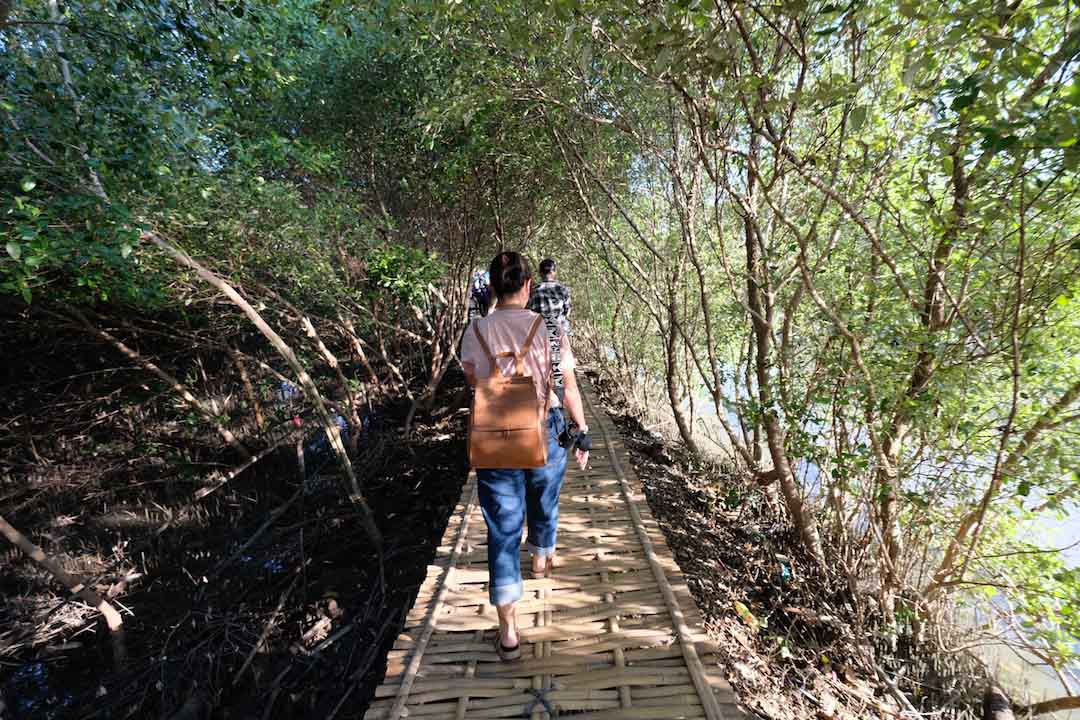 Ternyata Ada Ekowisata Hutan Mangrove di Pantai Karangsong Indramayu
