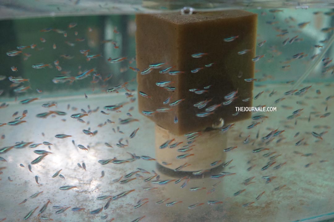 Pengalaman Mampir ke Sekolah Magang Indocement