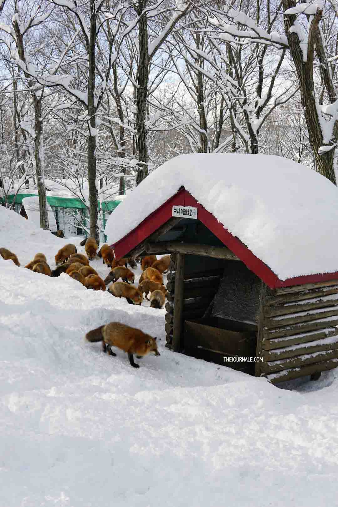 Liburan Impian: ke Jepang Bareng Suami Naik Business Class