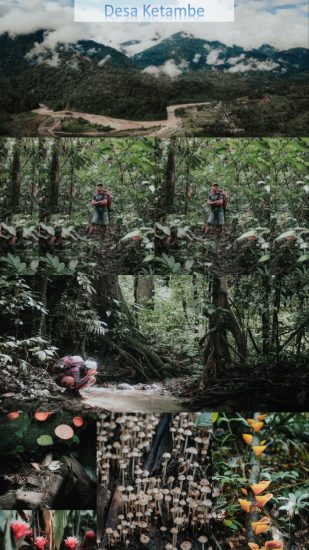 Mengenal Kembali Hutan Indonesia
